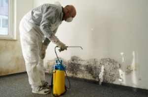 Getting Rid of a Mold Problem